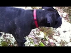 Black French Bulldog Vs White English Bulldog | funny dog videos