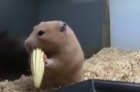 Cute Hamster Stuffs Cheeks With Corn