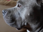 Rescued pit bull offers comfort as therapy dog