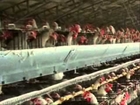 CHICKEN KILLERS EGG PRODUCTION