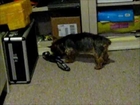 Bella's our 3 YO Yorkie Plays in the Office Feb 13 2013.wmv