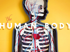 The Human Body (stop-motion!)