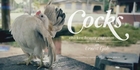 Ernest Goh - COCKS, Chicken Beauty Pageants