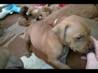 Ginger's Babies 4 weeks old with Wag Animal Rescue