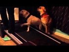 Dogs running on treadmill fail