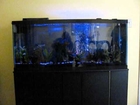 Mama's Fish Tank w/ LED lights simulating lightning
