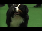 Midland Counties Championship Dog Show 2013 - Working group