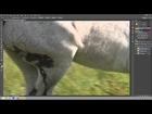 Tutorial - how to remove fence and dirt from a photo with Photoshop CS6