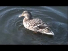 Duck (Anas Platyrhynchos)