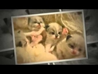 ClockworkCatz New Born Ragdoll Kittens 2013