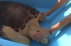 Mended Sea Turtle Returned to Ocean off Florida Keys