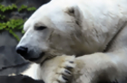 A Fond Farewell to Gus the Polar Bear