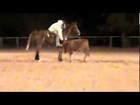 Head Horse for Sale -Beginner to Advanced Roper - Safe and Sound -$3500.00 aka Elmer