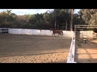 Harrison running at the horse farm