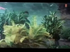 Janeman Janewafa [Full Song] _ Naqab _ Rishi Kapoor, Farha