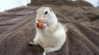 Cute Squirrel Enjoying a Carrot