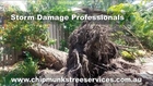 tree removal cost Call For Free Quotes 07 3394 8218 tree removal cost